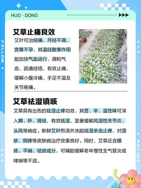 孕妇能用艾草吗_艾草对孕妇的影响-第1张图片-星辰妙记