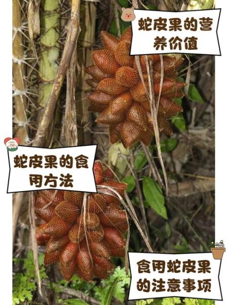 孕妇可以吃蛇皮果吗_蛇皮果对胎儿的影响-第1张图片-星辰妙记