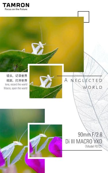 腾龙微距镜头哪个好_腾龙90mm和腾龙60mm怎么选-第3张图片-星辰妙记