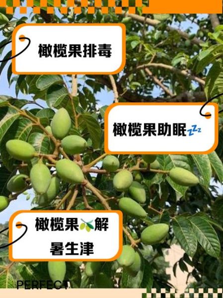 孕妇可以吃橄榄吗_怀孕吃橄榄注意事项-第1张图片-星辰妙记