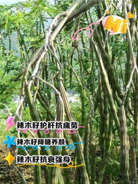 孕妇可以吃辣木籽吗_辣木籽对孕妇的影响-第3张图片-星辰妙记