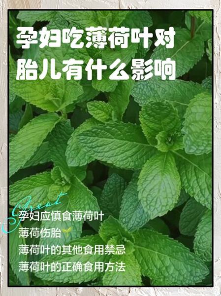 孕妇可以吃薄荷糖吗_怀孕吃薄荷糖对胎儿有影响吗-第1张图片-星辰妙记