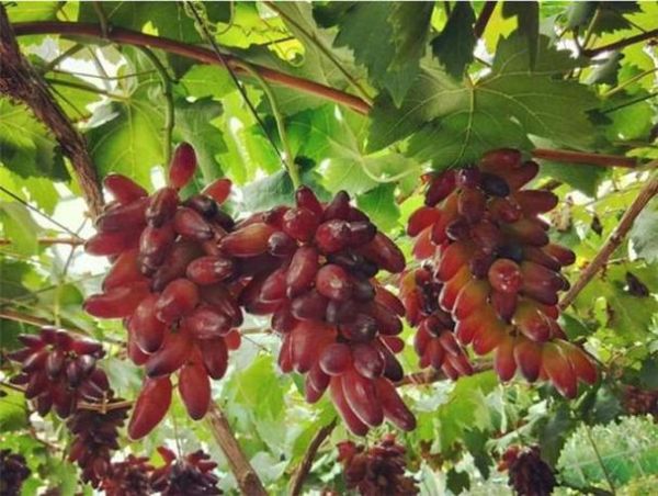 孕妇梦见摘葡萄_胎梦预示生男生女-第1张图片-星辰妙记