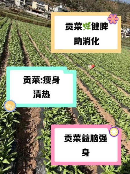 孕妇可以吃贡菜吗_贡菜对孕妇的好处与禁忌-第1张图片-星辰妙记