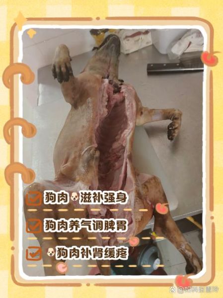 狗肉孕妇能吃吗_孕期饮食禁忌-第1张图片-星辰妙记