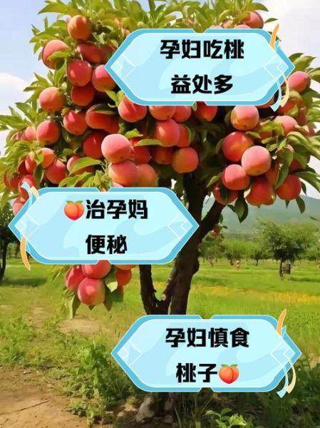 孕妇可以吃桃子吗_孕期吃桃子的好处-第1张图片-星辰妙记 孕妇可以吃桃子吗_孕期吃桃子的好处-第1张图片-星辰妙记