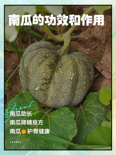 孕妇可以吃南瓜吗_南瓜对胎儿有什么好处-第2张图片-星辰妙记