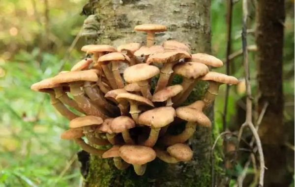 孕妇可以吃茶树菇吗_茶树菇对胎儿好吗-第1张图片-星辰妙记