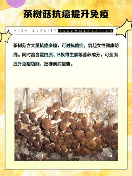 孕妇可以吃茶树菇吗_茶树菇对胎儿好吗-第2张图片-星辰妙记