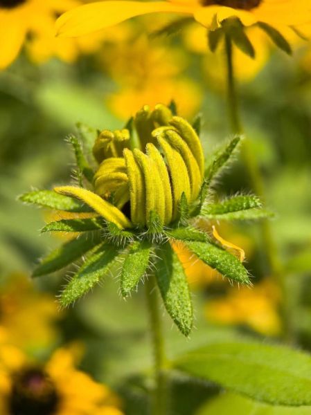 手动微距镜头怎么选_手动微距镜头适合拍什么-第1张图片-星辰妙记