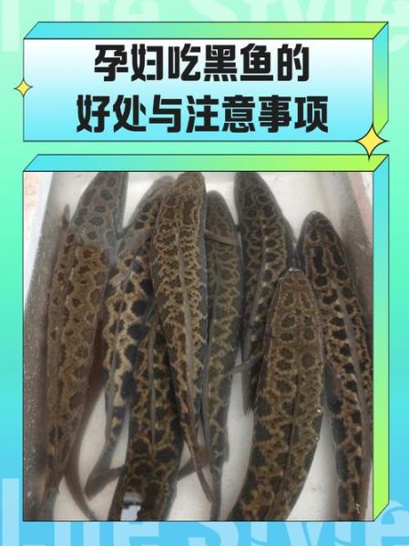 孕妇吃黑鱼对胎儿好吗_黑鱼营养价值-第1张图片-星辰妙记