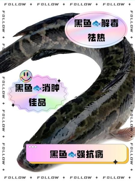 孕妇吃黑鱼对胎儿好吗_黑鱼营养价值-第3张图片-星辰妙记