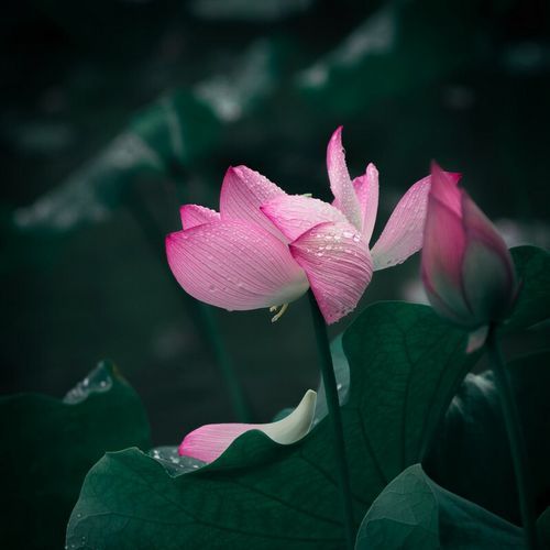 佳能EF 24mm f1.4L II USM值得买吗_24mm广角定焦镜头推荐-第2张图片-星辰妙记