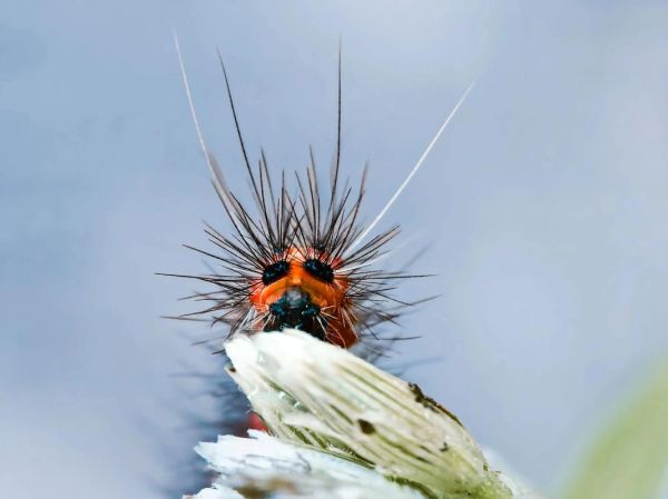 微距摄影镜头怎么选_微距镜头哪个牌子好-第3张图片-星辰妙记 微距摄影镜头怎么选_微距镜头哪个牌子好-第3张图片-星辰妙记