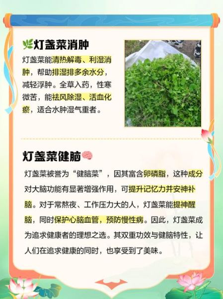 孕妇能喝灯盏菜汤吗_灯盏菜汤孕妇禁忌-第1张图片-星辰妙记