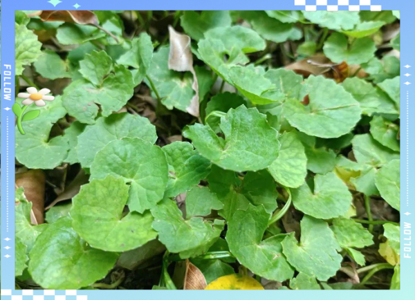 孕妇能喝灯盏菜汤吗_灯盏菜汤孕妇禁忌-第3张图片-星辰妙记