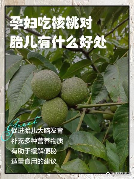 鲜核桃孕妇可以吃吗_鲜核桃对胎儿好吗-第1张图片-星辰妙记