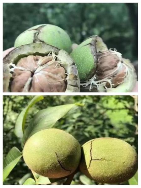 鲜核桃孕妇可以吃吗_鲜核桃对胎儿好吗-第2张图片-星辰妙记