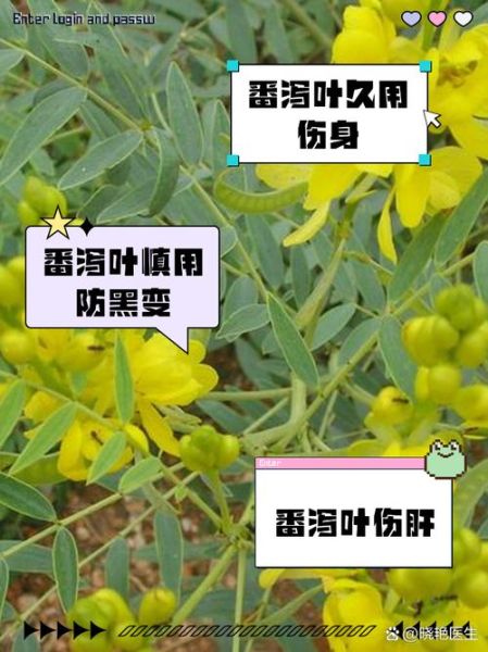 番泻叶孕妇可以喝吗_孕期便秘喝番泻叶安全吗-第2张图片-星辰妙记