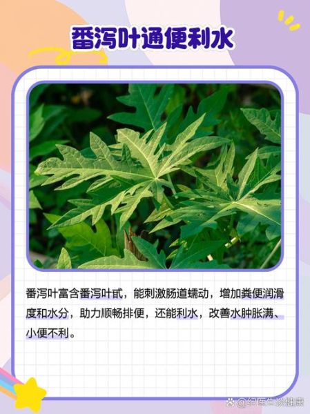 番泻叶孕妇可以喝吗_孕期便秘喝番泻叶安全吗-第3张图片-星辰妙记